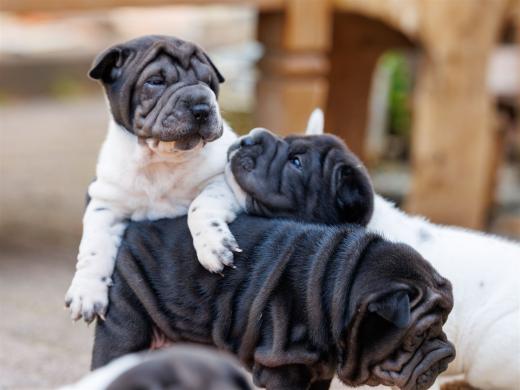 2025-07-11-16-50-45-EOS R6m2-6543