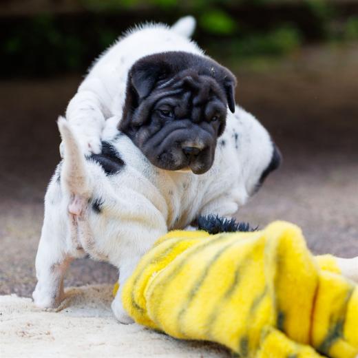 2025-07-11-16-50-54-EOS R6m2-6547