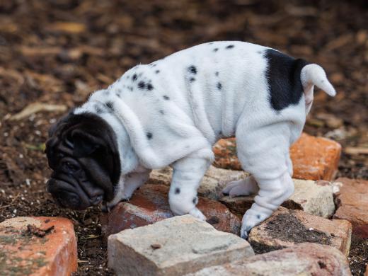 2025-07-11-16-55-10-EOS R6m2-6585