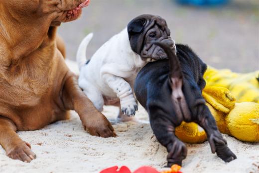 2025-07-11-16-56-12-EOS R6m2-6600