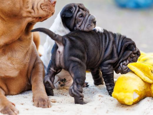 2025-07-11-16-56-13-EOS R6m2-6603