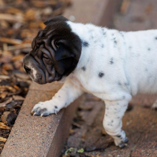 2025-07-11-16-58-30-EOS R6m2-6632