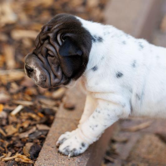 2025-07-11-16-58-30-EOS R6m2-6633