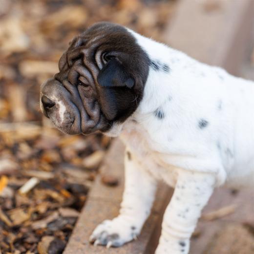 2025-07-11-16-58-30-EOS R6m2-6634