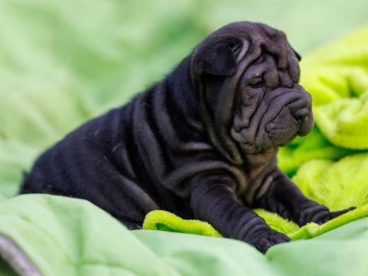 2025-07-11-17-12-26-EOS R6m2-6704