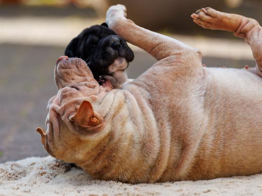 2025-07-11-17-14-04-EOS R6m2-6710