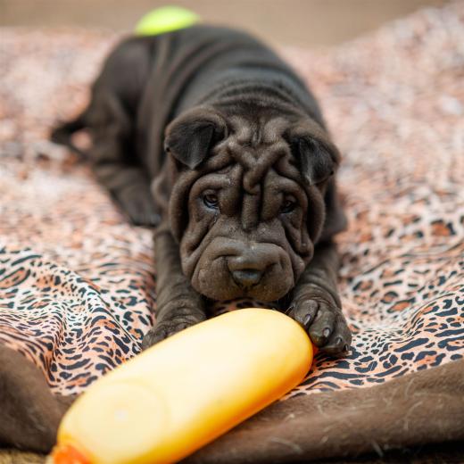 2025-08-03-19-10-26-EOS R6m2-6729