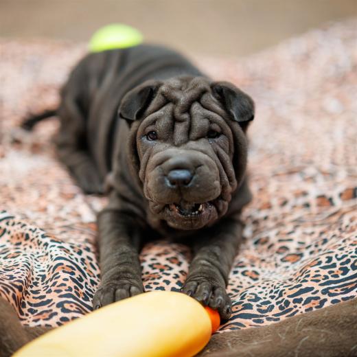 2025-08-03-19-10-36-EOS R6m2-6739