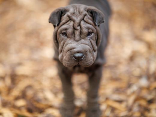 2025-08-03-20-32-21-EOS R6m2-6777