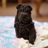 2025-08-03-20-36-33-EOS R6m2-6822