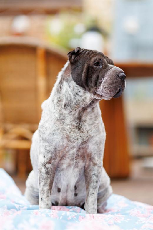 2025-08-03-20-37-22-EOS R6m2-6832