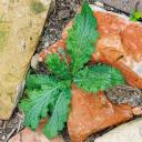 2025-08-06-17-56-25-EOS R7-7160