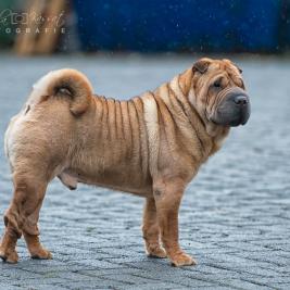 Tsihmao’s Pink Floyd