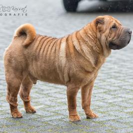 Tsihmao’s Pink Floyd