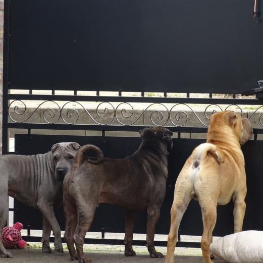 Easy, Cooper und Monk