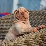 Holly (Luna Loveggod)