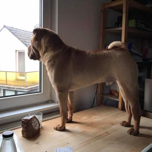 Adrian Monk, der Bürohund.