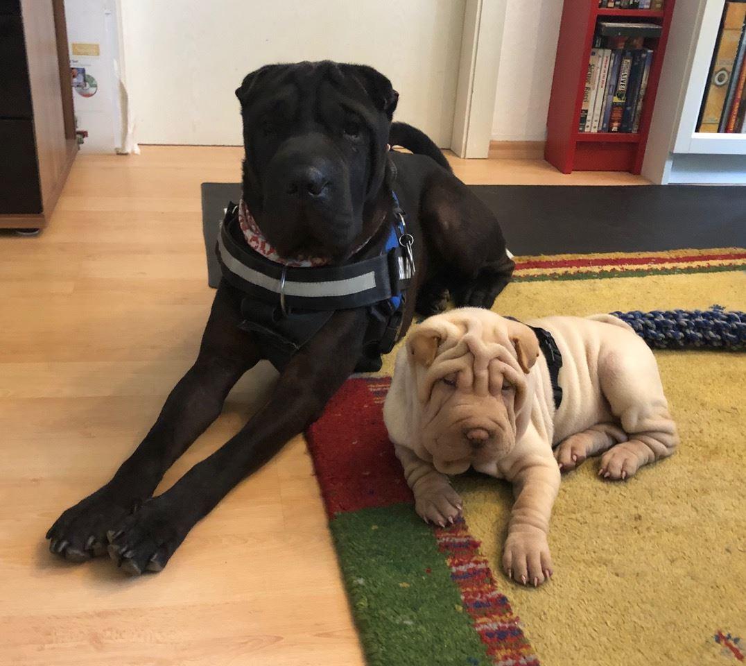 Bran-Bowerman und Caoimhe-Lilly Potter