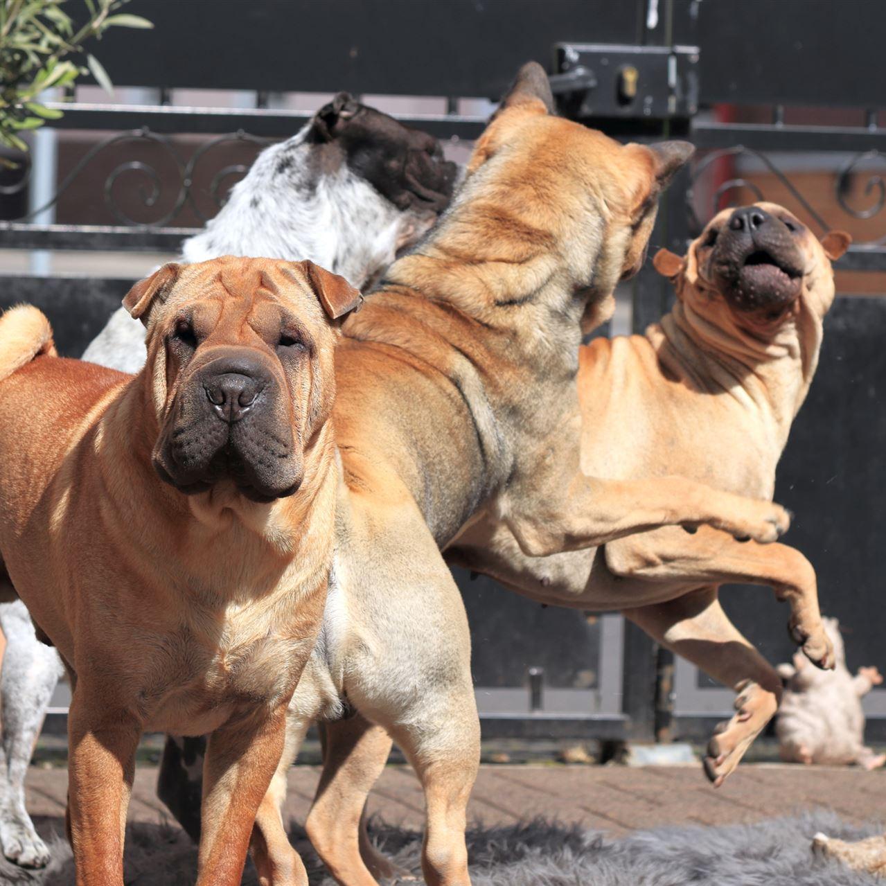 Monk im Vordergrund, Maple, Neelix und Ella toben