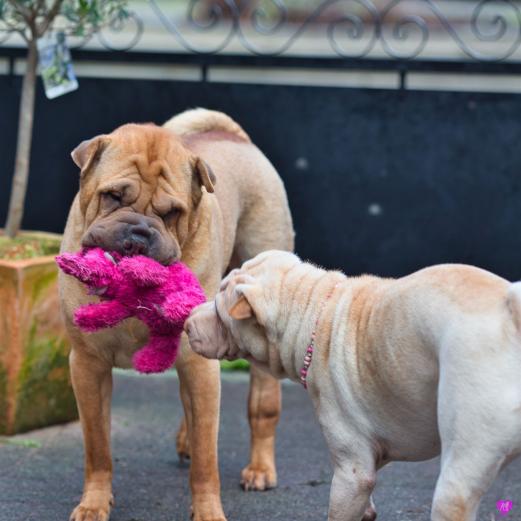 Adrian Monk und Holly