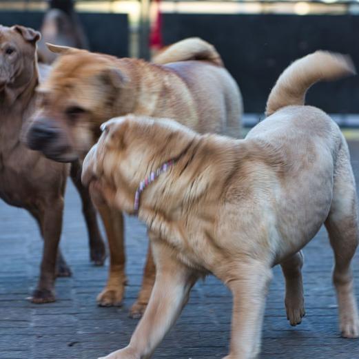 Holly, Lucy, Monk und LeeLoo