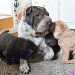 Maple und ihre C-Wurf Welpen