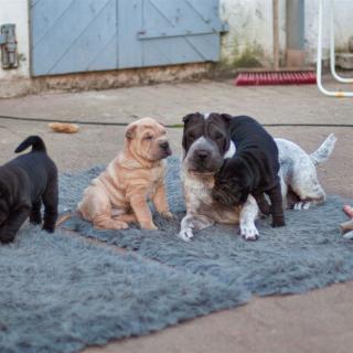 Maple und ihre Welpen