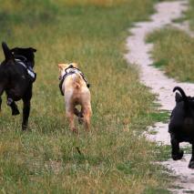 Bran, Ludo und Caoimhe