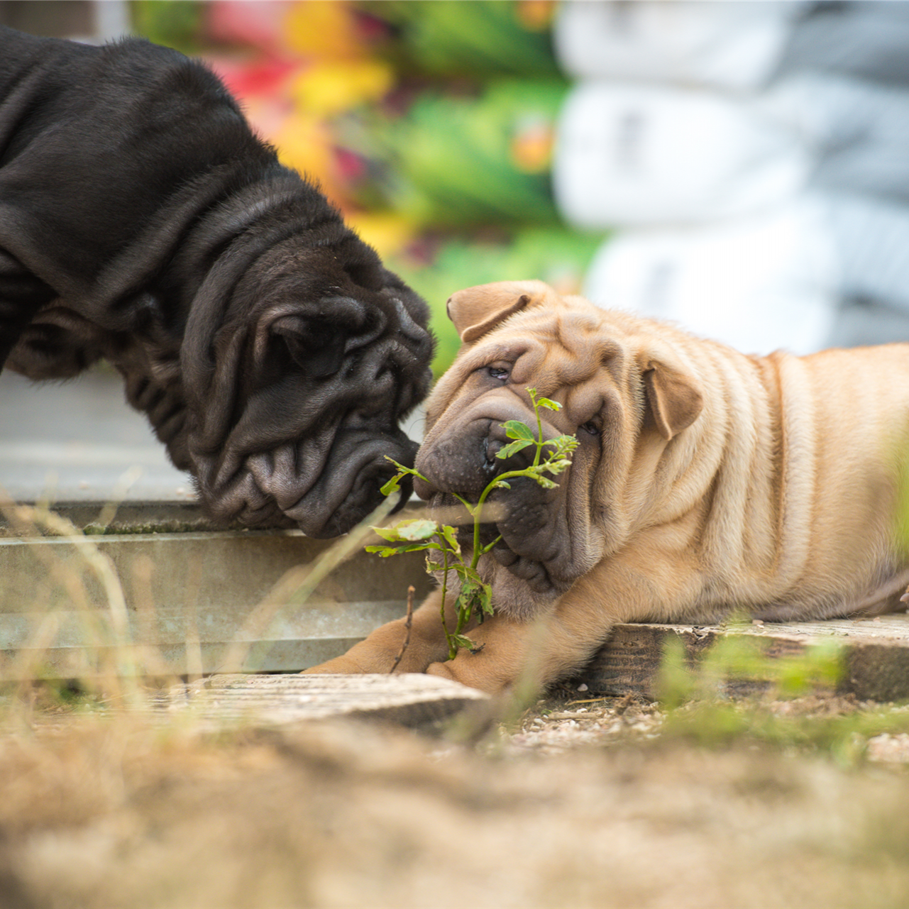 Abby und Adrian Monk