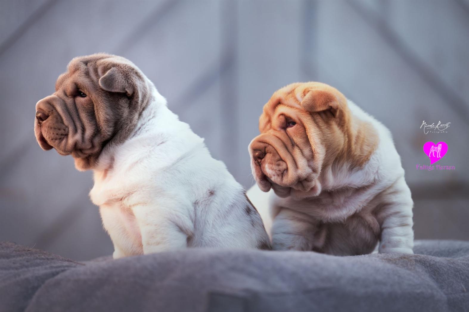 Marshmallow und Gaara