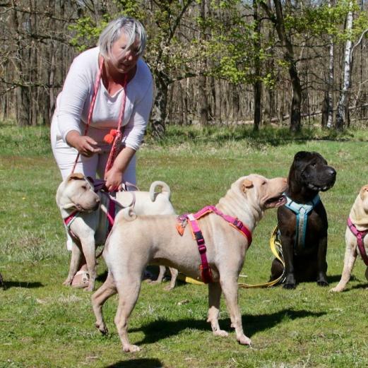 Awi, Happy, Holly, Bran und Caoimhe mit Andrea